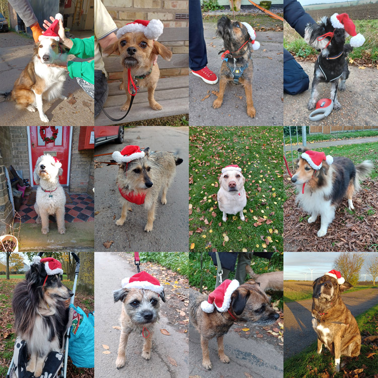 Twelve dogs wearing hats