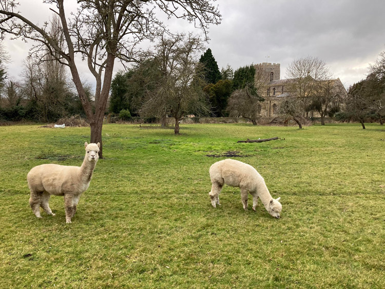 Two Alpacas