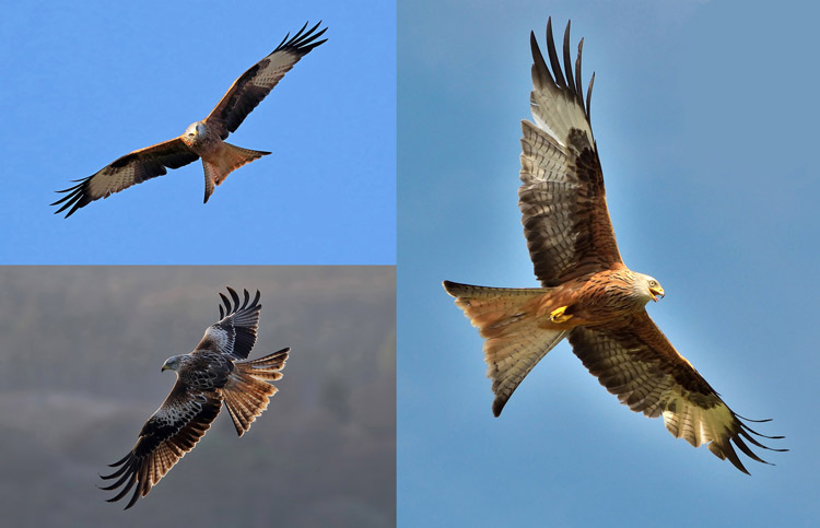 Three Red Kites