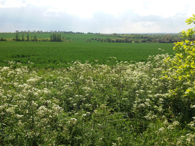 farmland near Great Paxton